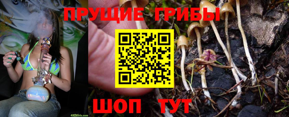 Кисловодск  Псилоцибиновые грибы Psilocybine cubensis  купить  сайты  Вход с VPN 